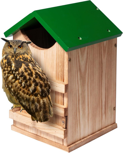 Screech owl house - owl,